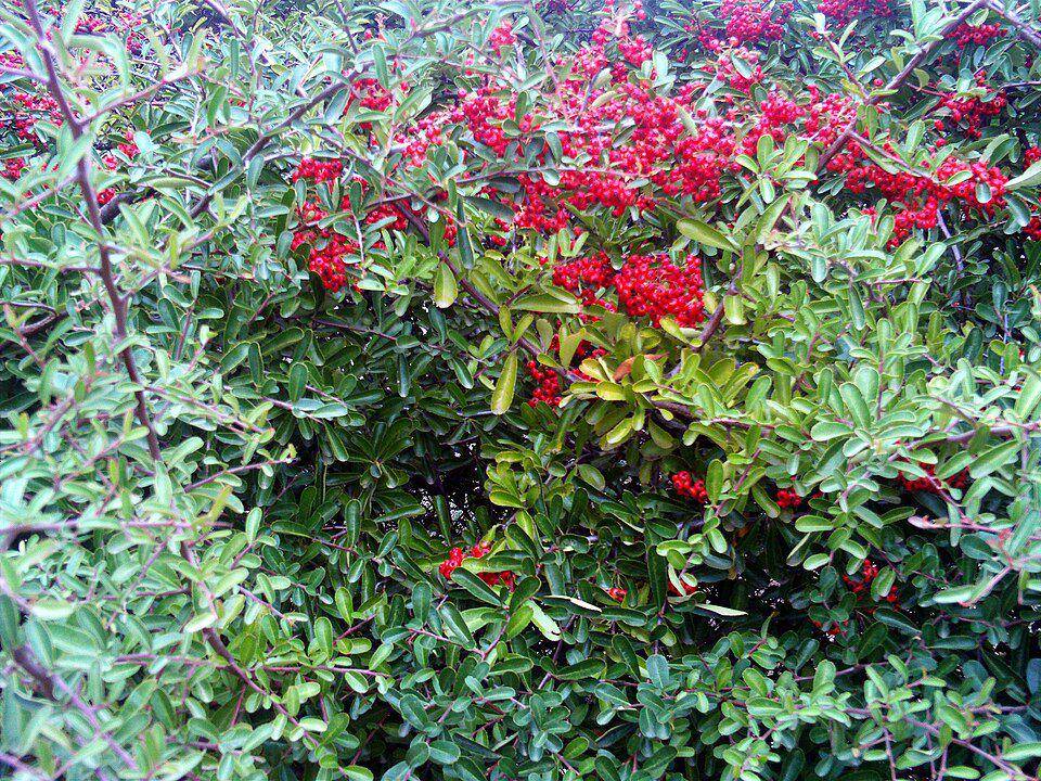 Ilustrasi tanaman semak berduri Pyracantha (commons.m.wikimedia.org/Javier Martin)