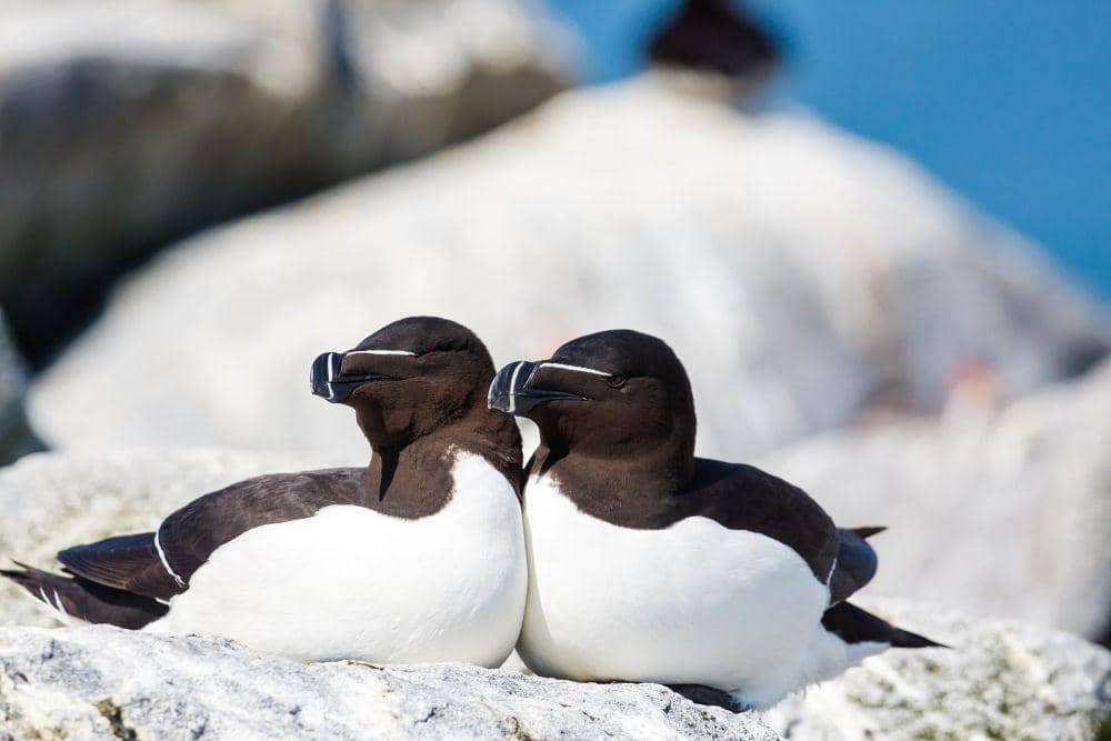 6 Fakta Menarik Razorbill, Terlihat seperti Penguin | IDN Times