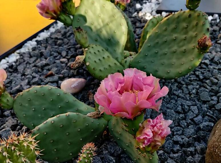 potret kaktus opuntia (commons.wikimedia.org/Lppl1321)