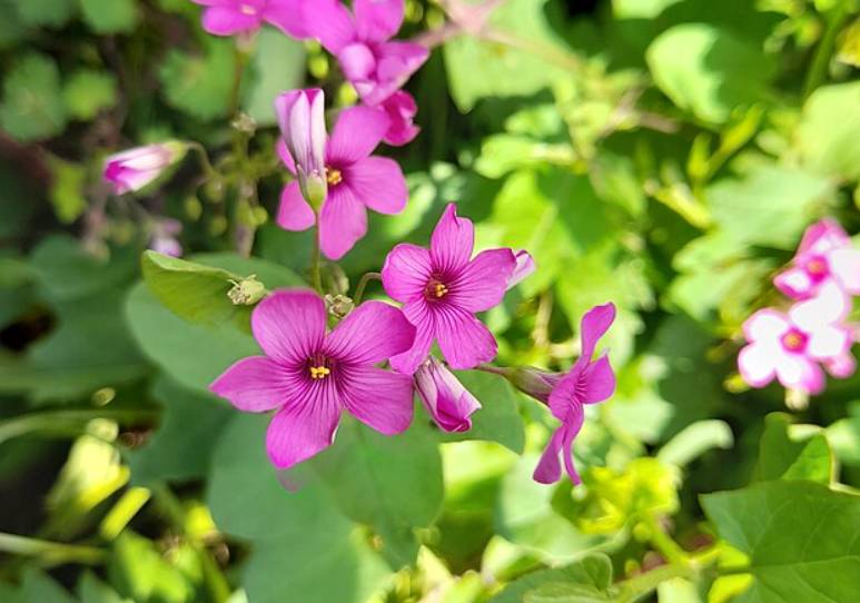 potret false shamrock (commons.wikimedia.org/Argo Navis)
