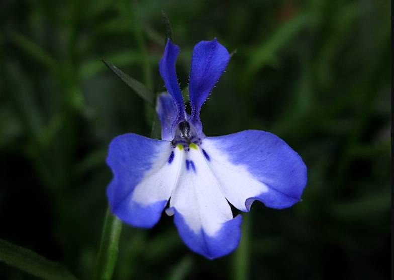 potret lobelia erinus (commons.wikimedia.org/jacilluch)