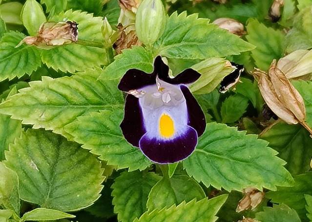 potret torenia fournieri (commons.wikimedia.org/PapiPijuan)