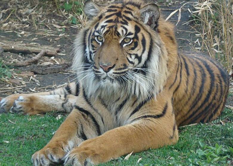 potret Harimau Sumatra (commons.wikimedia.org/Pełnik)
