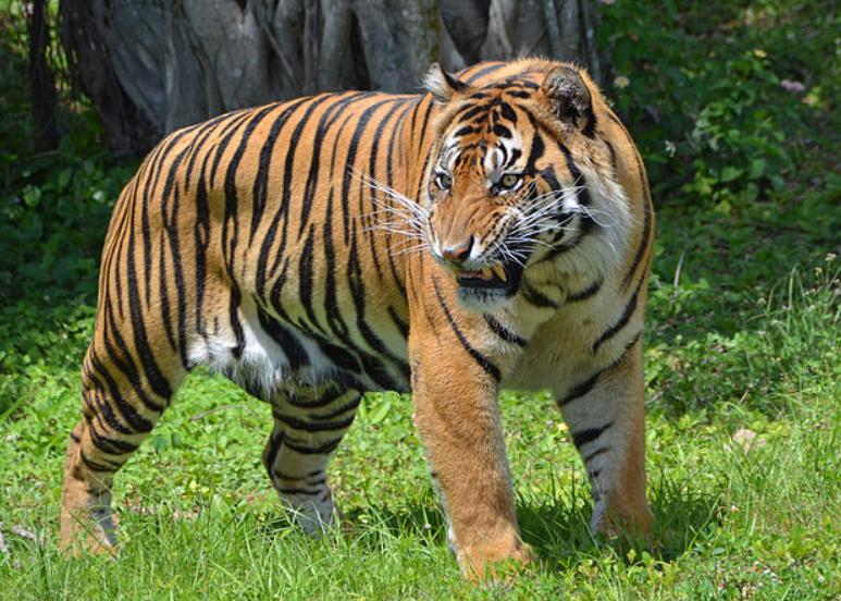 potret Harimau Sumatra (commons.wikimedia.org/Clément Bardot)