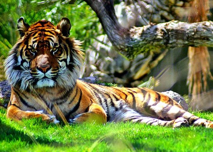 potret Harimau Sumatra (commons.wikimedia.org/Sergei ~ 5of7)
