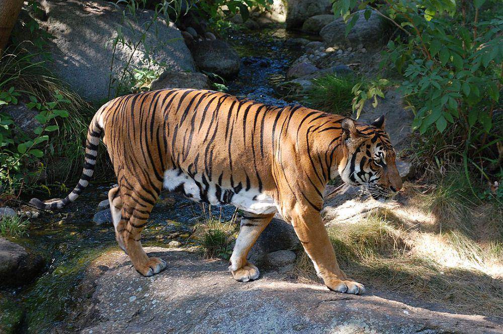Harimau Indocina (en.wikipedia.org/R. Altenkamp, Berlin)