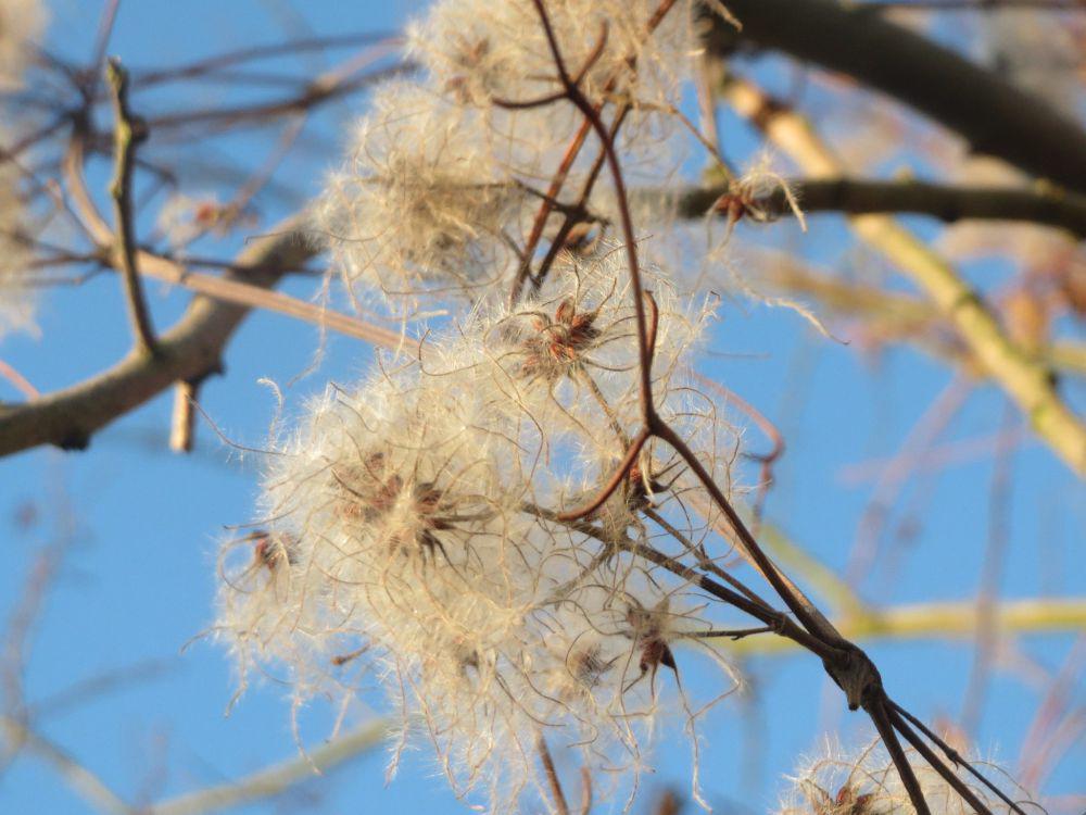 5 Fakta Menarik Clematis Vitalba, Bisa Tumbuh 9 Meter dalam Setahun!