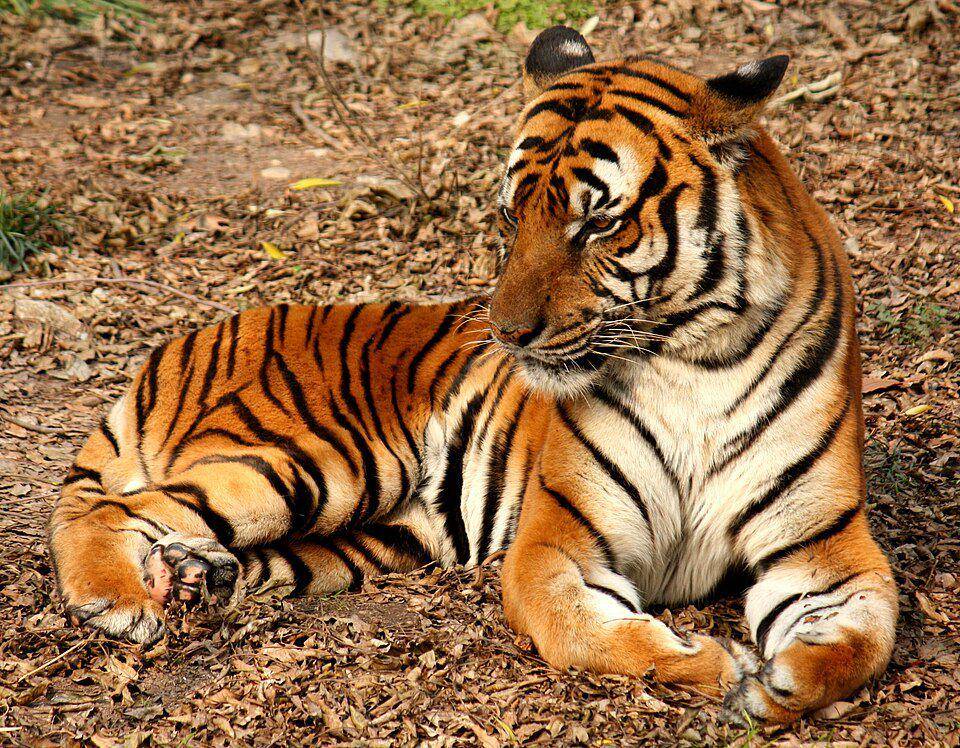 Harimau Cina Selatan (en.wikipedia.org/J. Patrick Fischer)
