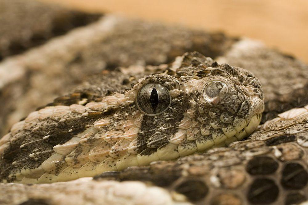 4 Ular Berbisa dari Genus Bitis yang Hidup di Ghana, Afrika