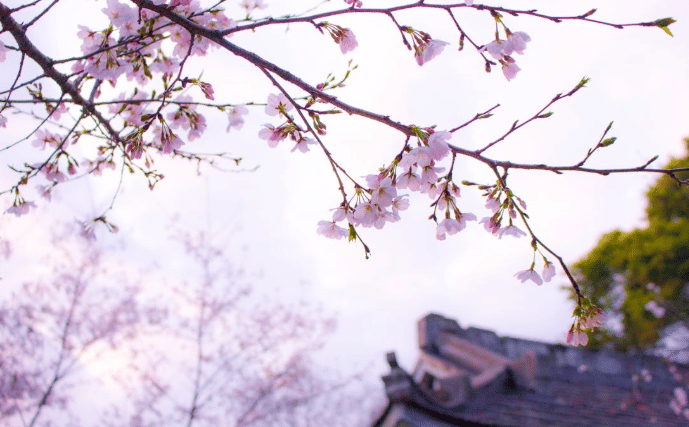 ilustrasi bunga sakura 