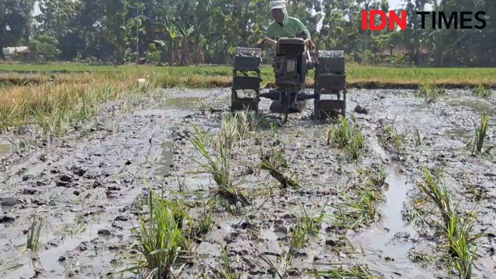 Terserang virus petani di Desa Karangbanyu, Kecamatan Widodaren, Kabupaten Ngawi bajak ulang sawahnya. IDN Times/