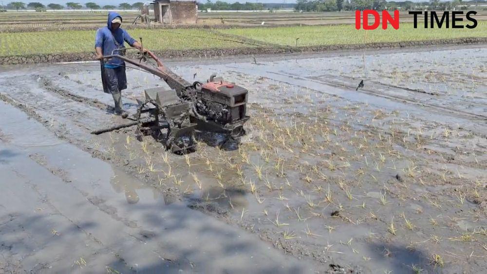 Petani Ngawi Gagal Panen, Padi Mati Diserang Virus dan Hama