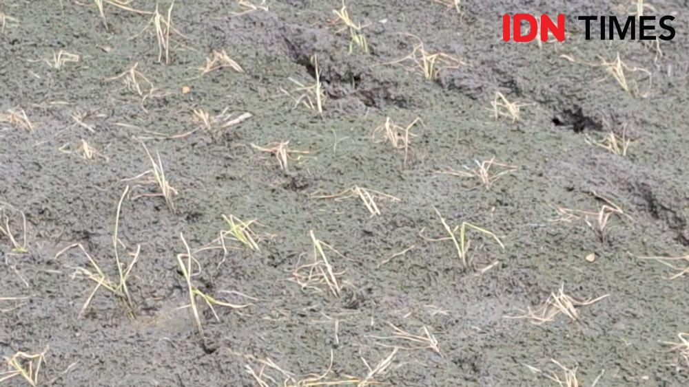 Terserang virus petani di Desa Karangbanyu, Kecamatan Widodaren, Kabupaten Ngawi bajak ulang sawahnya. IDN Times/