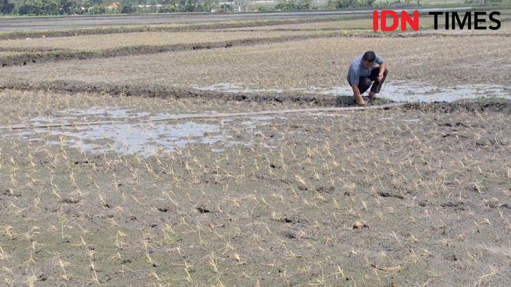 Terserang virus petani di Desa Karangbanyu, Kecamatan Widodaren, Kabupaten Ngawi bajak ulang sawahnya. IDN Times/