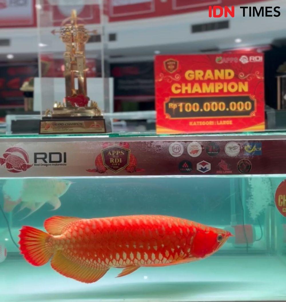 Real Sultan! Ikan Arwana Juara Kontes Ini Dibeli Seharga Rp700 Juta