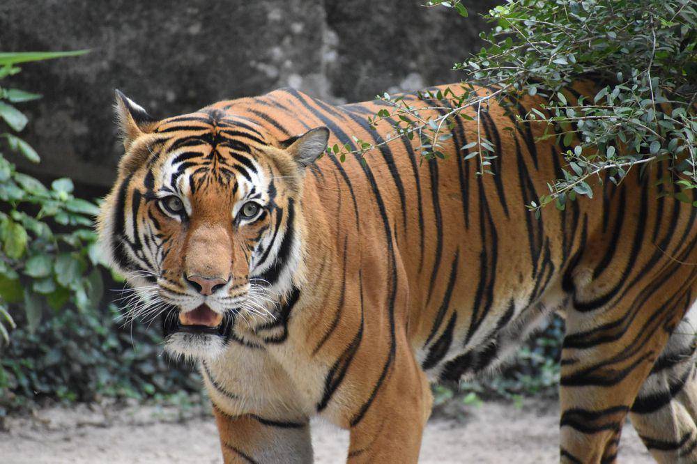 Harimau Malaya (pixabay.com/ArtisticOperation)