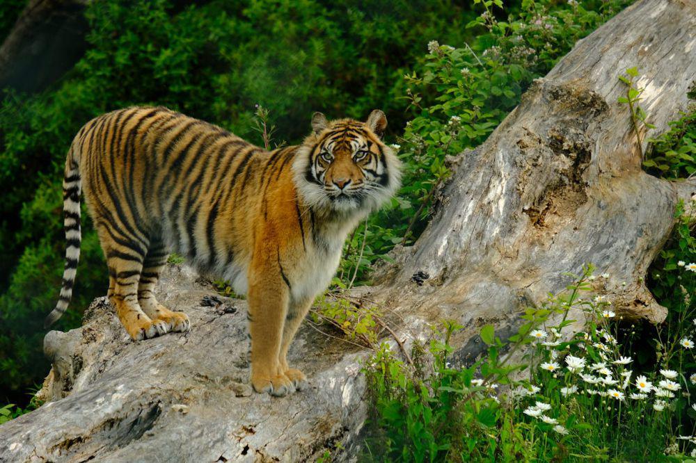 Harimau Sumatra (pexels.com/Fernando Soares)