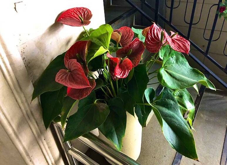 potret anthurium (commons.wikimedia.org/Qian2007)