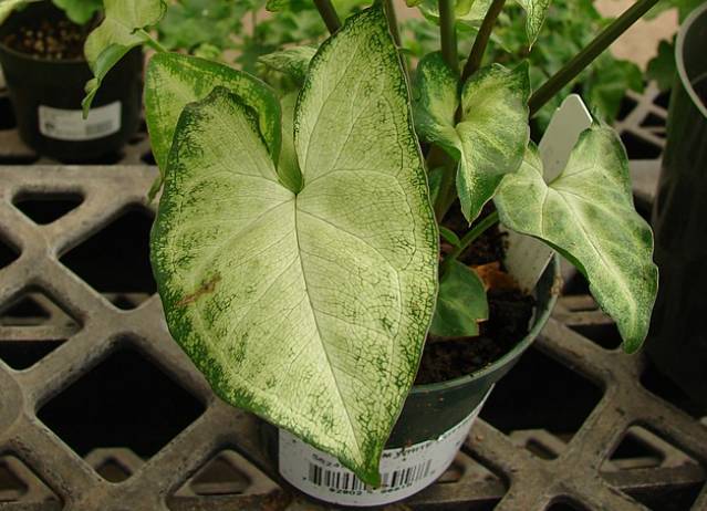 potret syngonium podophyllum (commons.wikimedia.org/Forest and Kim Starr)