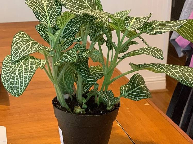 potret fittonia albivenis (commons.wikimedia.org/Why can't i get a cow)