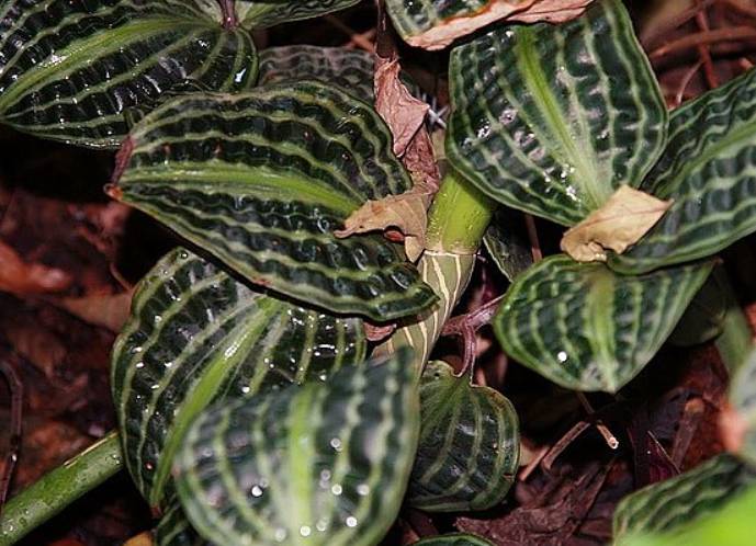 potret calathea concinna (commons.wikimedia.org/David J. Stang)