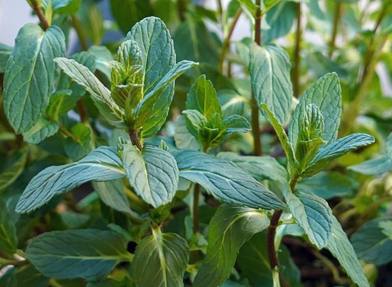 potret mint (commons.wikimedia.org/Commonists)