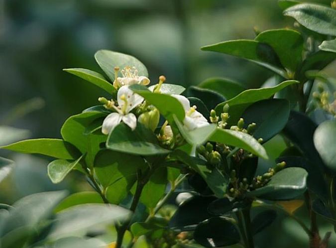 5 Tanaman Hias Aromatik Asli Indonesia yang Kaya Manfaat