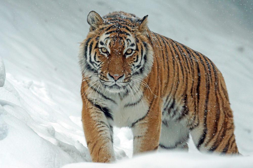 6 Harimau Terancam Punah Harus Dilindungi, Korban Perburuan Liar!