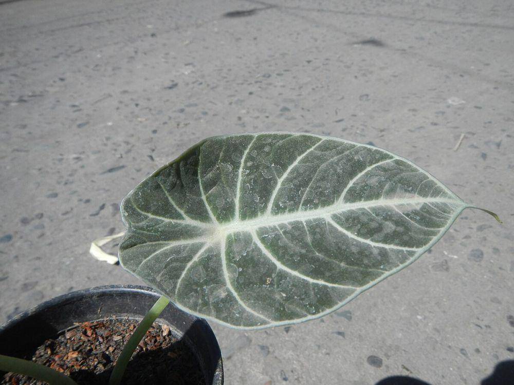 potret black velvet alocasia (commons.wikimedia.org/Judgefloro)