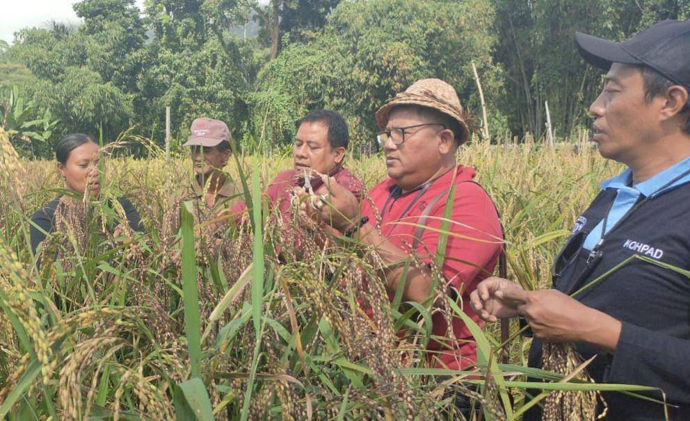 Kelebihan dan Kekurangan Padi Gogo, Dikembangkan di Tabanan