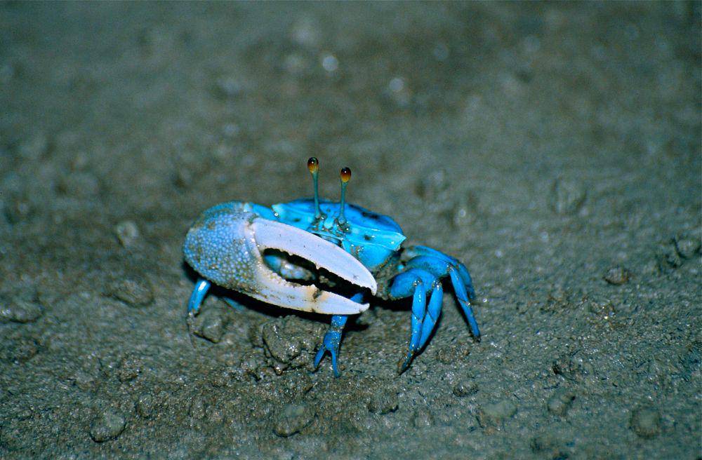 blue fiddler crab (commons.wikimedia.org/Bernard DUPONT)