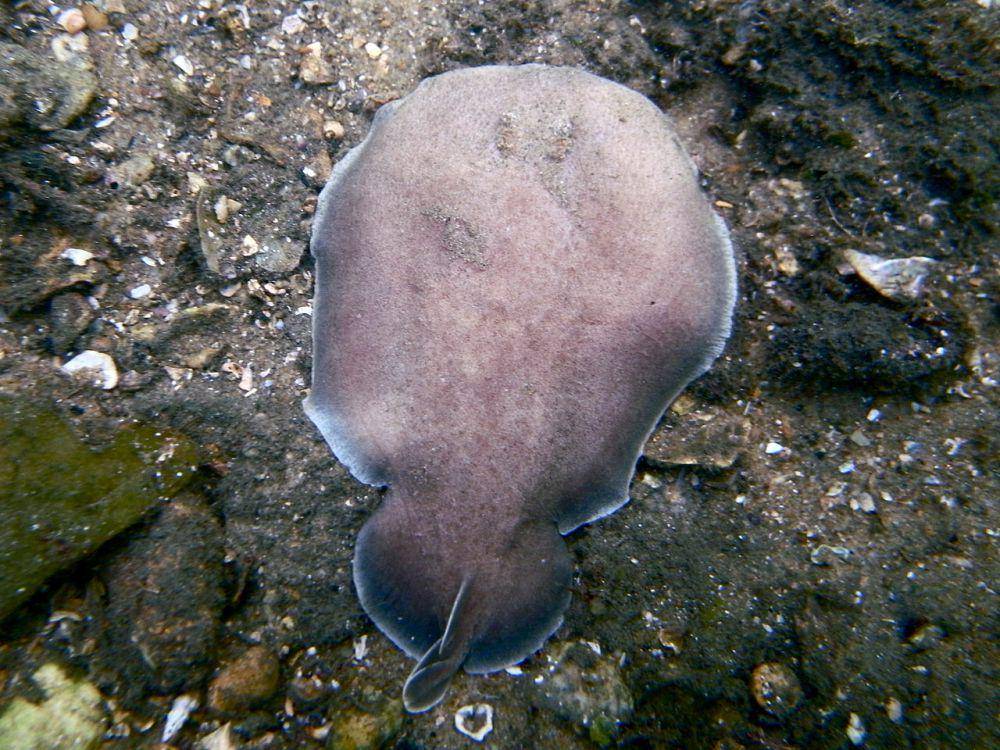 Coffin ray (commons.wikimedia.org/Sylke Rohrlach)