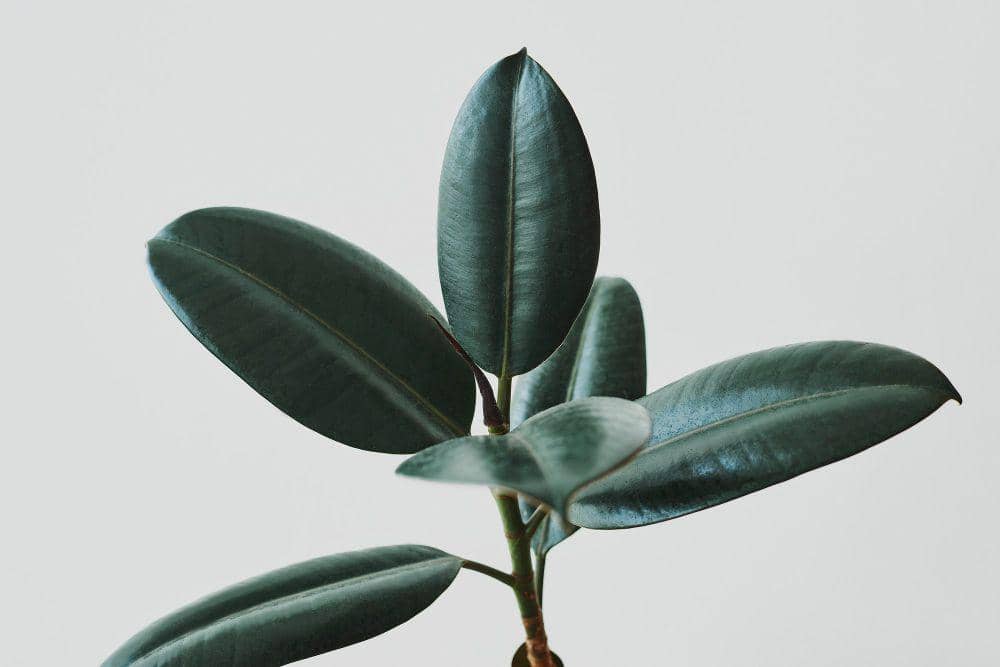 ilustrasi burgundy rubber plant (freepik.com/rawpixel.com)