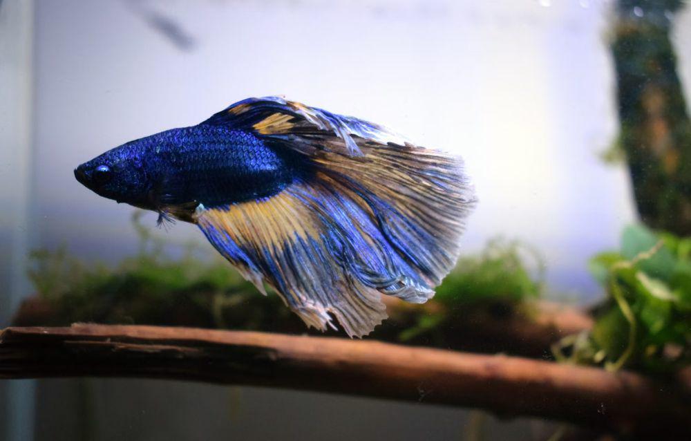 Apakah Ikan Cupang Bisa Mengenali Pemiliknya?