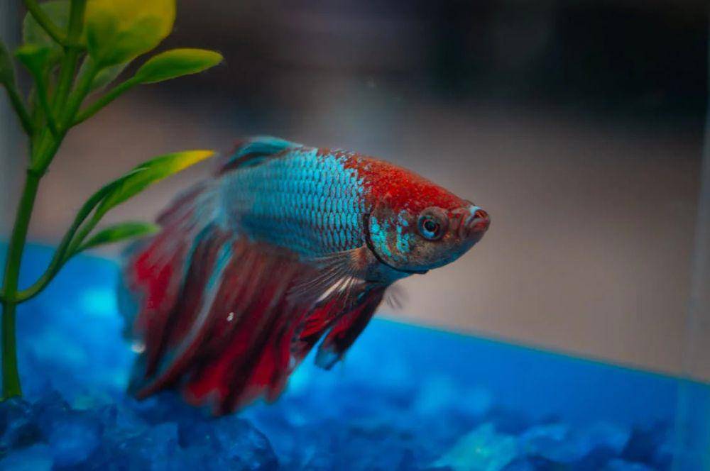 Ikan cupang (pexels.com/@casalfilmsestudio)