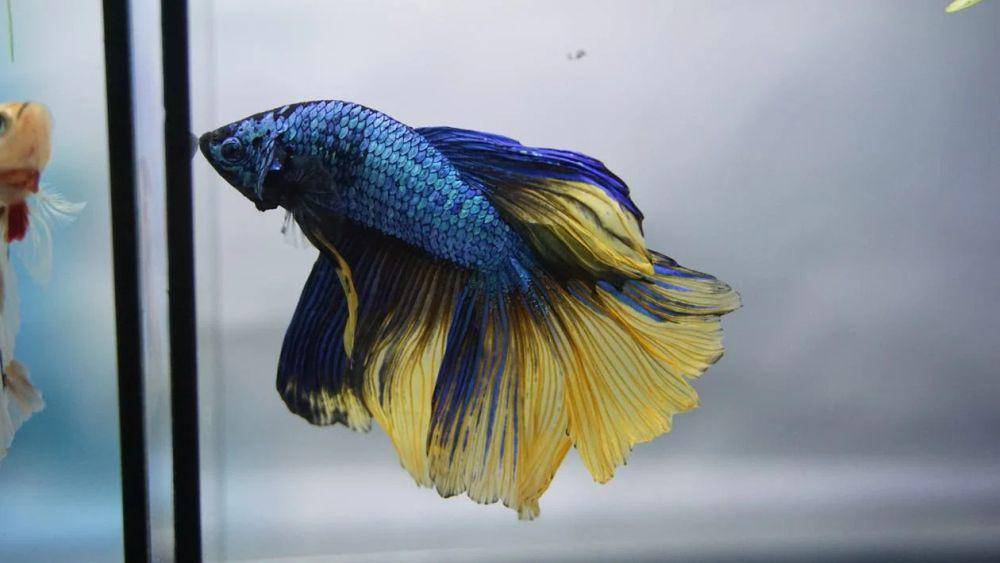 Ikan cupang (pexels.com/Thang Cao)