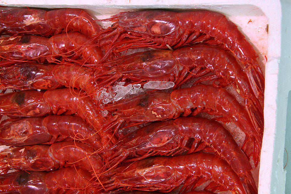5 Fakta Carabineros, Udang Berkualitas Tinggi yang Berwarna Merah