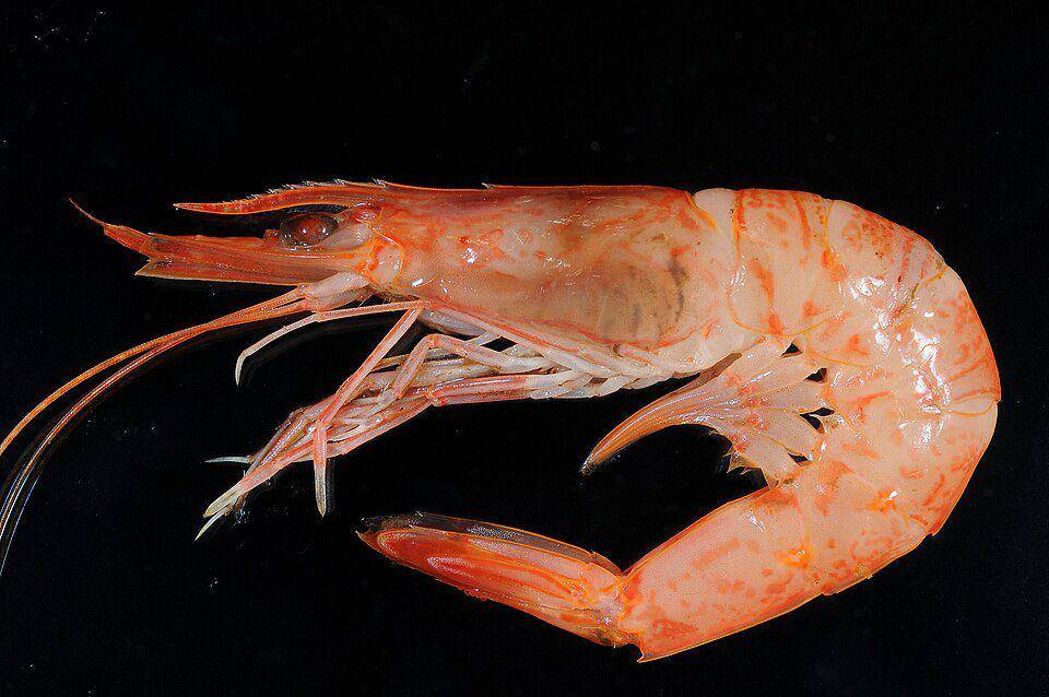 Ilustrasi udang dalam keluarga Aristeidae (commons.m.wikimedia.org/Corbari L.)