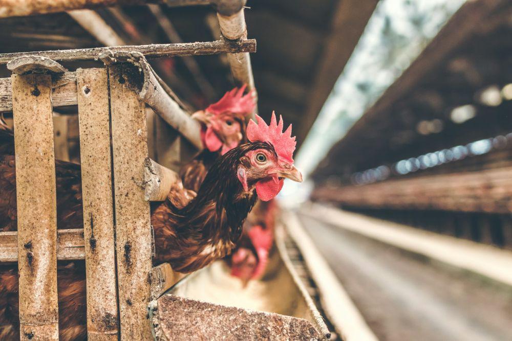 Ilustrasi peternakan ayam (unsplash.com/Artem)