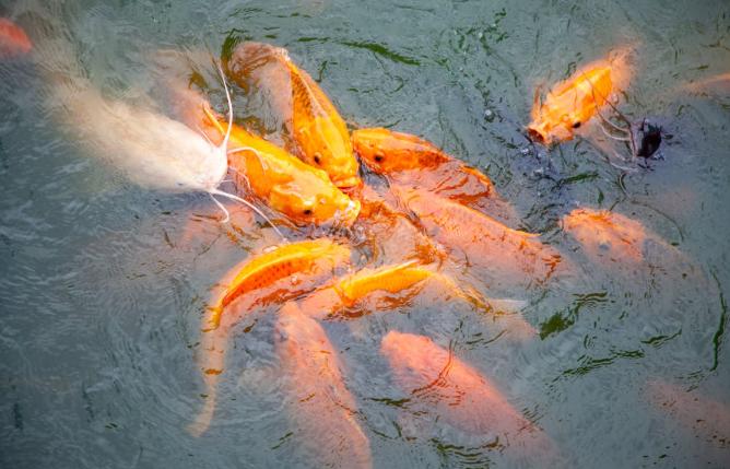 Arti Mimpi Menangkap Ikan Mas, Pertanda Keberuntungan?