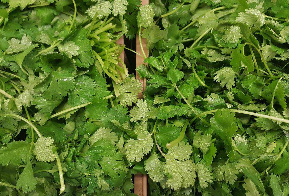ilustrasi daun cilantro (pixabay.com/Brett Hondow)