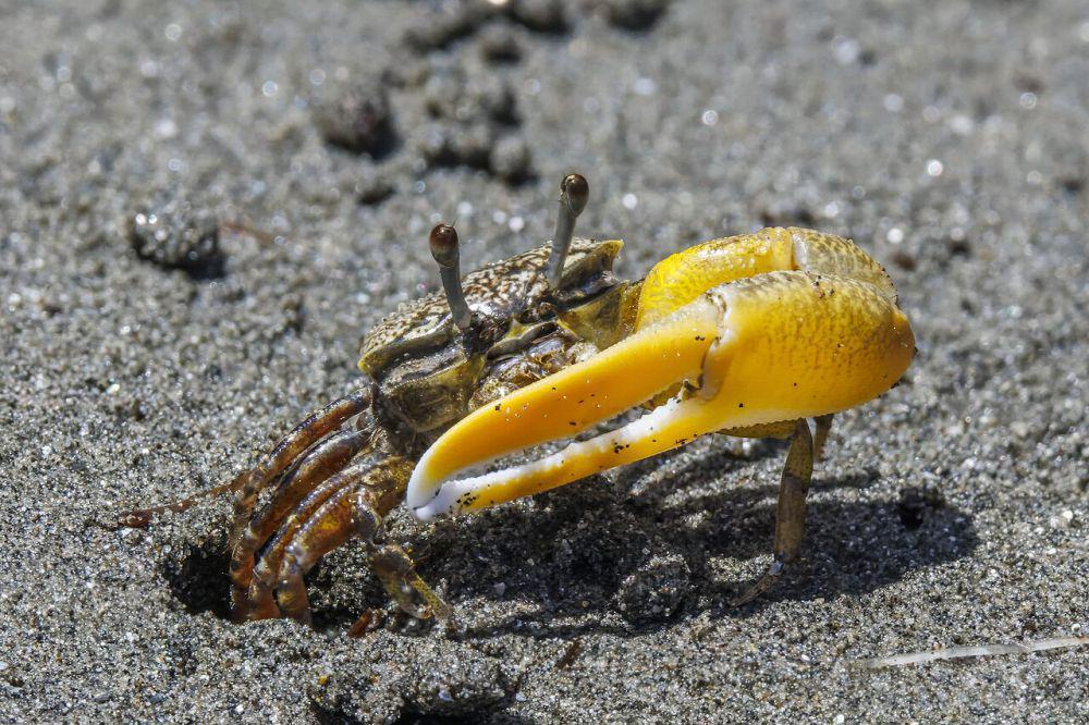 5 Fakta Menarik Kepiting Biola, Masa Hidupya Sangat Pendek