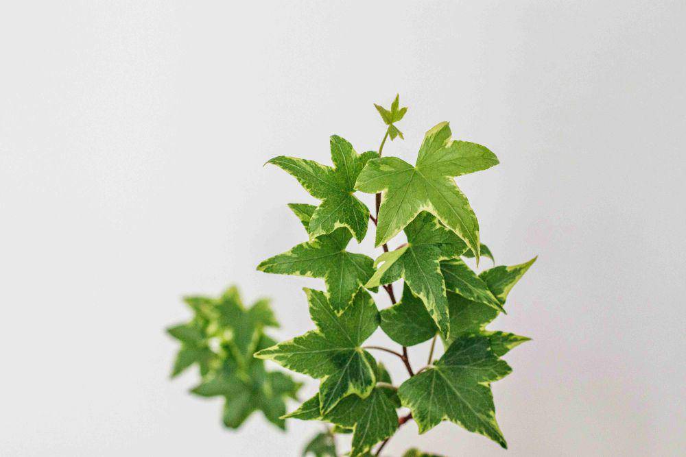ilustrasi english ivy (usnplash.com/Claudia Pop)