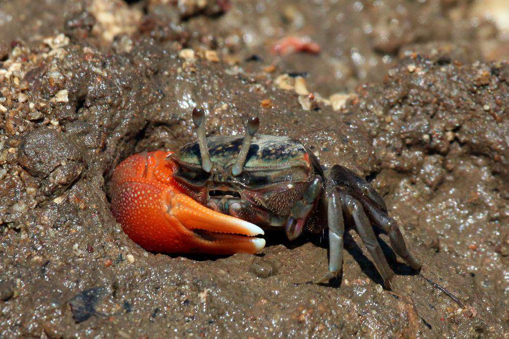 compressed fiddler crab (commons.wikimedia.org/Charles J. Sharp)