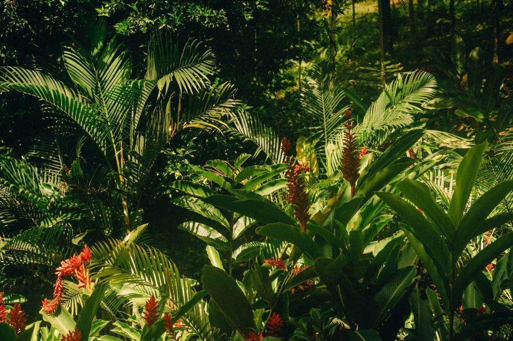 ilustrasi taman dengan tanaman tropis (unsplash.com/Conscious Design)