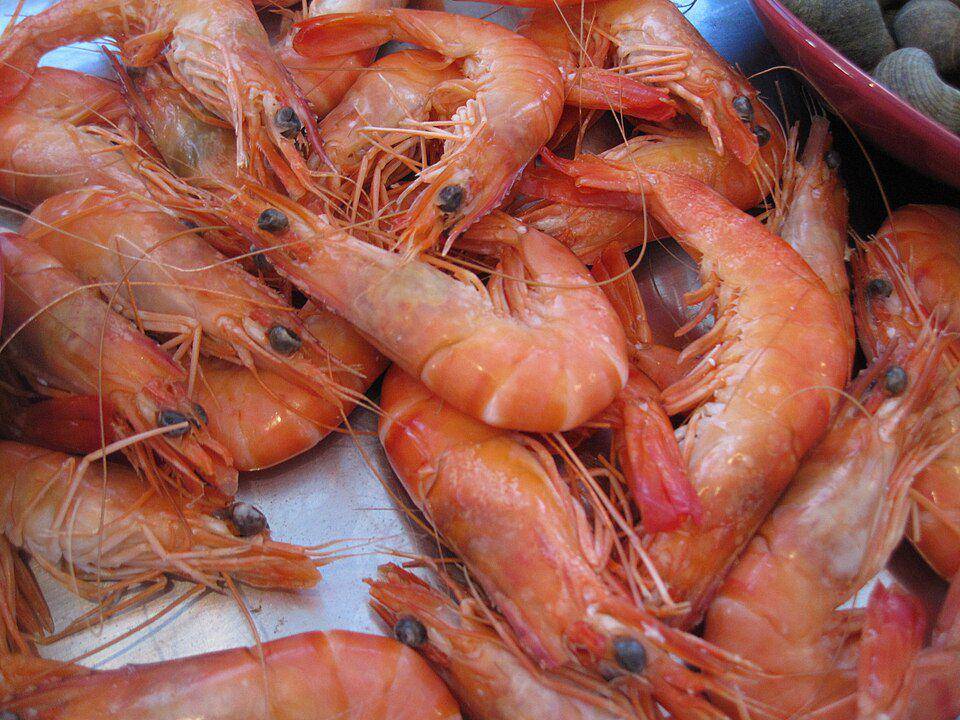 Ilustrasi udang carabineros (commons.m.wikimedia.org/Arnaud 25)