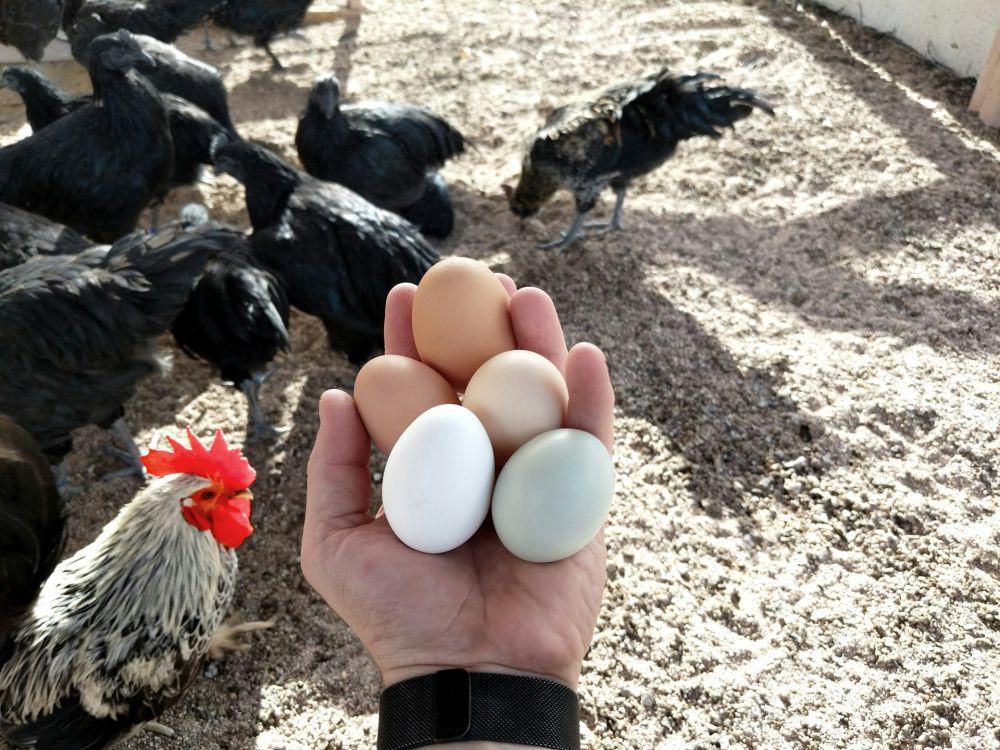 7 Negara dengan Harga Telur Termahal di Dunia, Berapa Selusin?