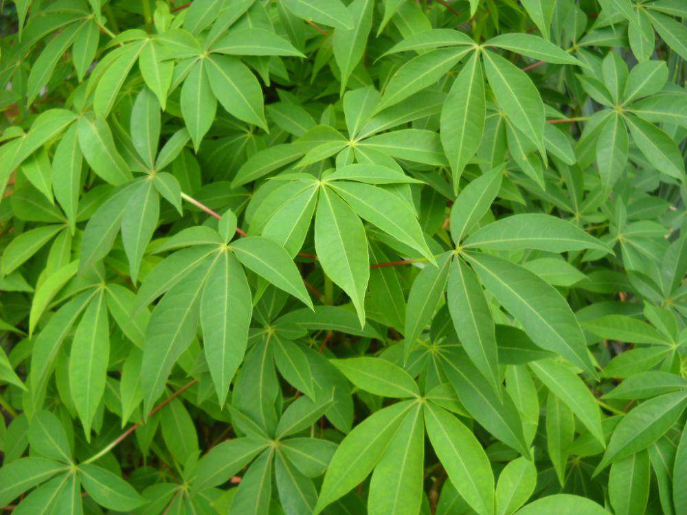 Ilustrasi daun singkong (commons.wikimedia.org/Taman Renyah)