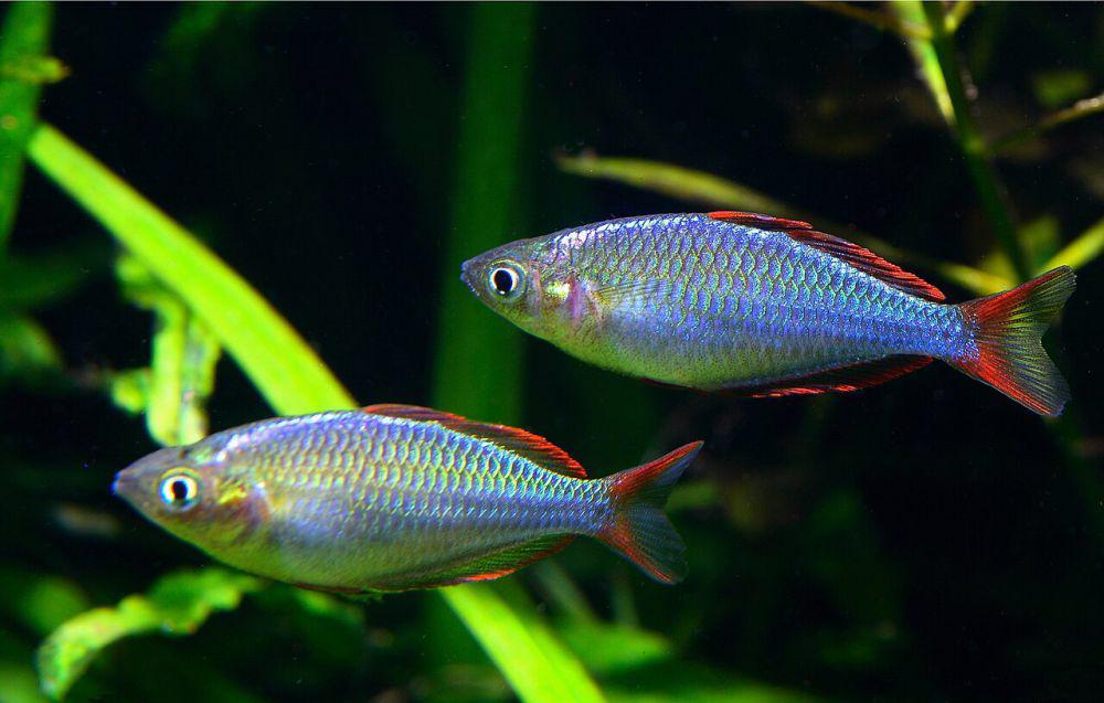5 Fakta Menarik Ikan Pelangi, Bisa Dijumpai di Raja Ampat
