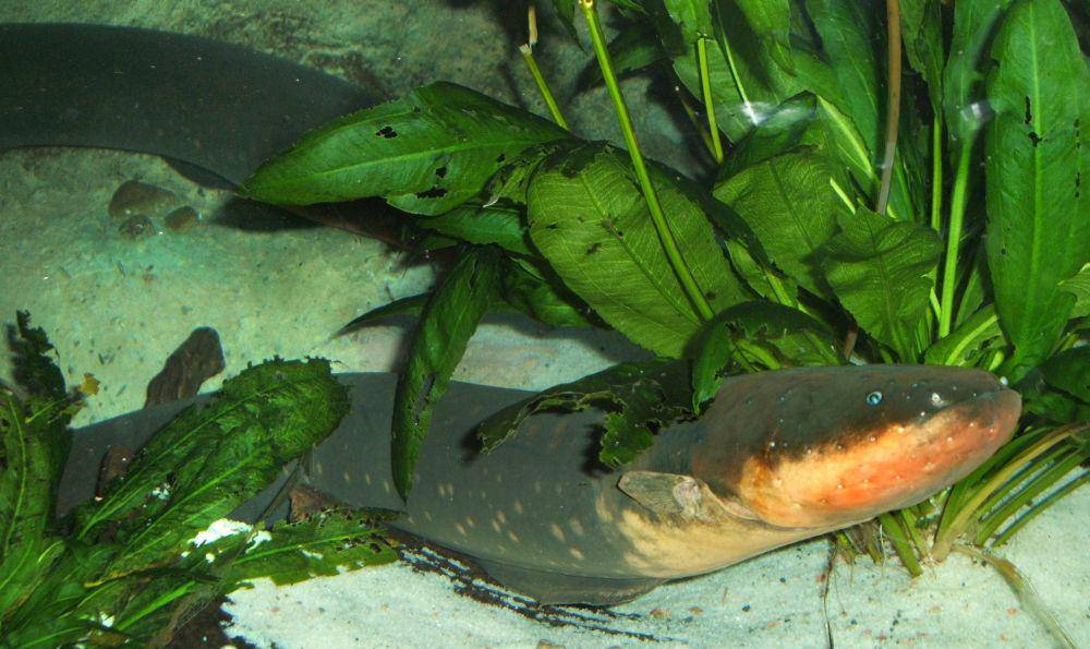 Belut listrik (commons.wikimedia.org/Steven G. Johnson)